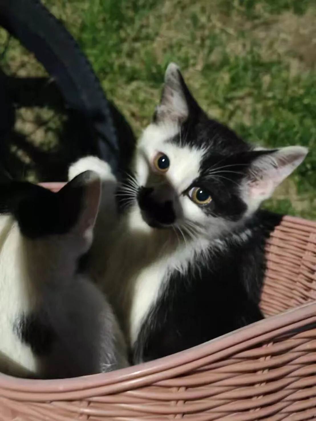 猫在篮子里 AI 生成的内容可能不正确。