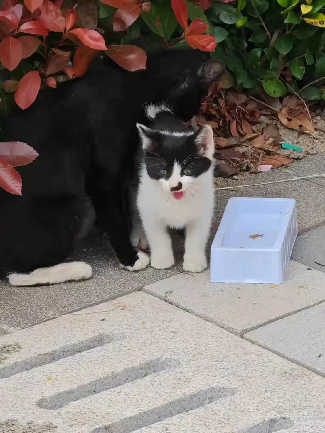 猫站在地上 AI 生成的内容可能不正确。